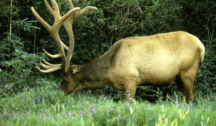 1. fotografia fotogalérie Poľovnícke združenie